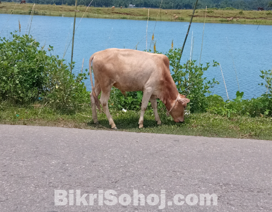 একটি দেশী ষাড় বিক্রি হবে।